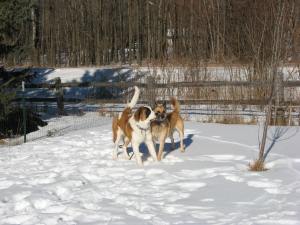 Snowdogs,StB,Max, Jazzie 002
