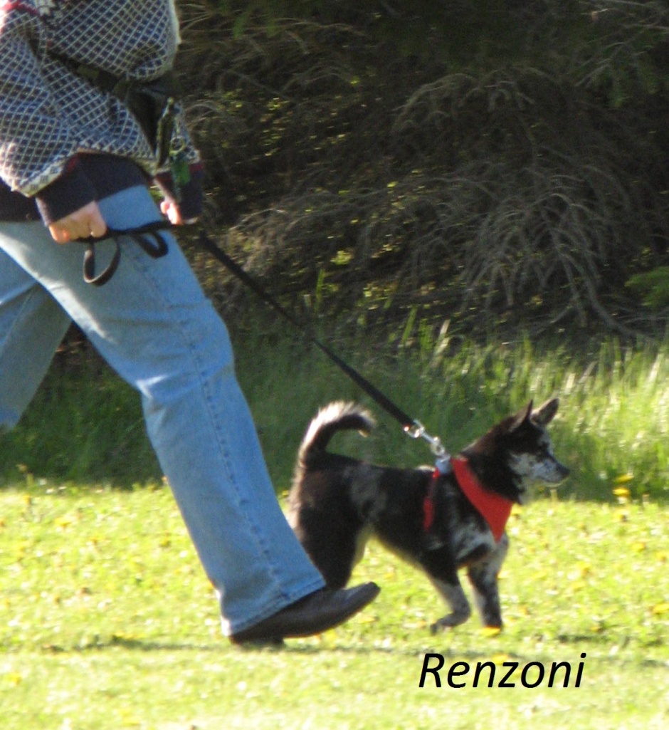 Tension on the leash ensures continued pulling, but it also increases the risk of reactivity to dogs, etc.